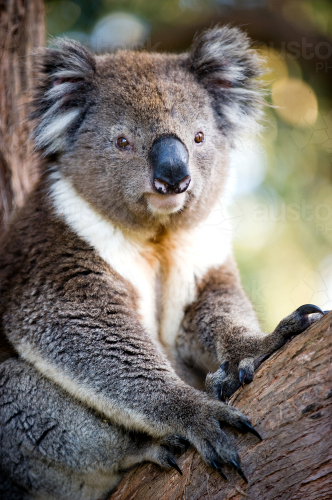 Koala resting on a tree branch with a calm expression - Australian Stock Image