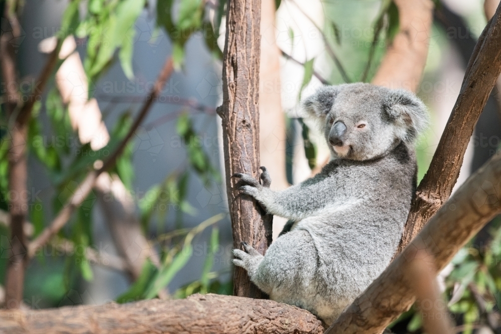 Koala resting on branches. - Australian Stock Image