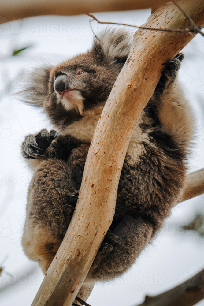 Koala resting on tree branch - Australian Stock Image