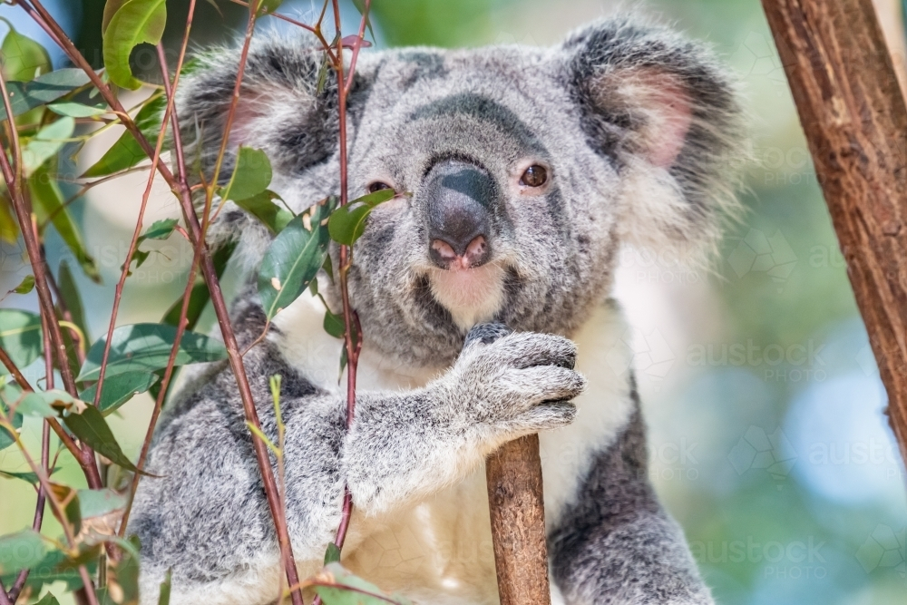 Koala shaded by eucalyptus leaves. - Australian Stock Image