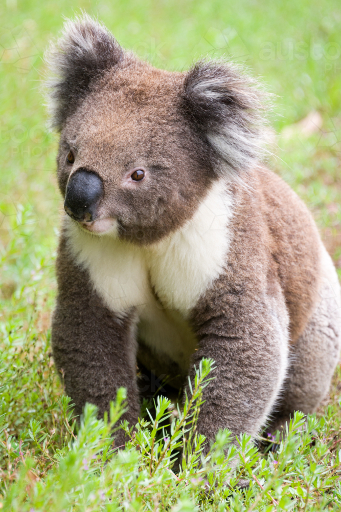 Koala sitting alert on lush green grass - Australian Stock Image