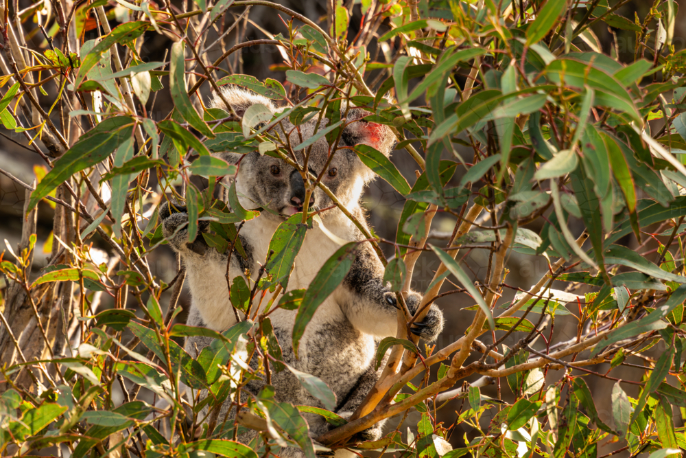 Koala sitting in a Eucalypt tree - Australian Stock Image