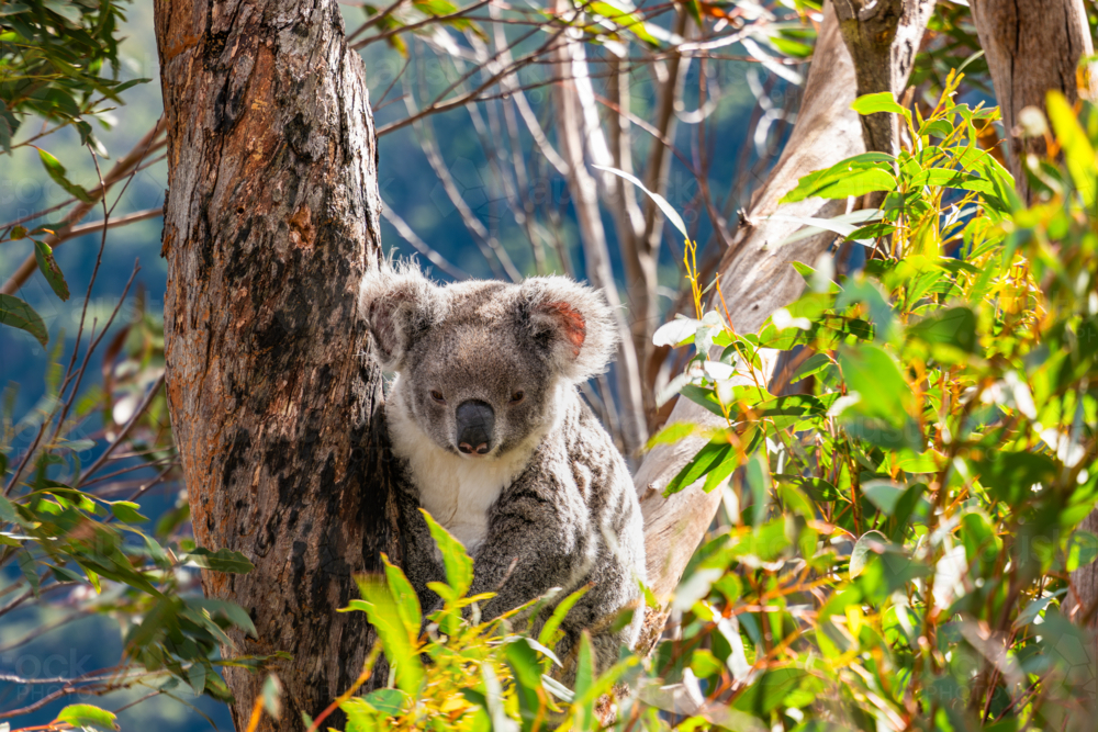 Koala sitting in a Eucalypt tree - Australian Stock Image