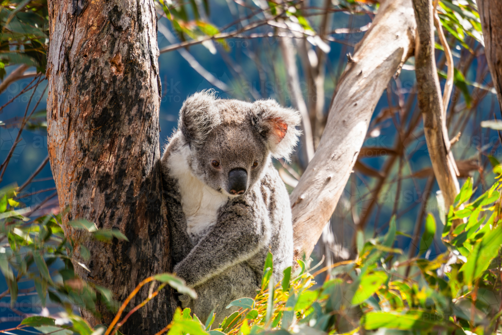 Koala sitting in a Eucalypt tree - Australian Stock Image