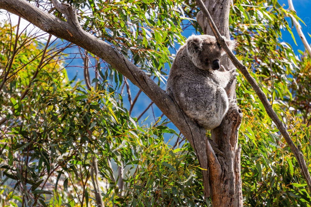 Koala sitting in a Eucalypt tree - Australian Stock Image