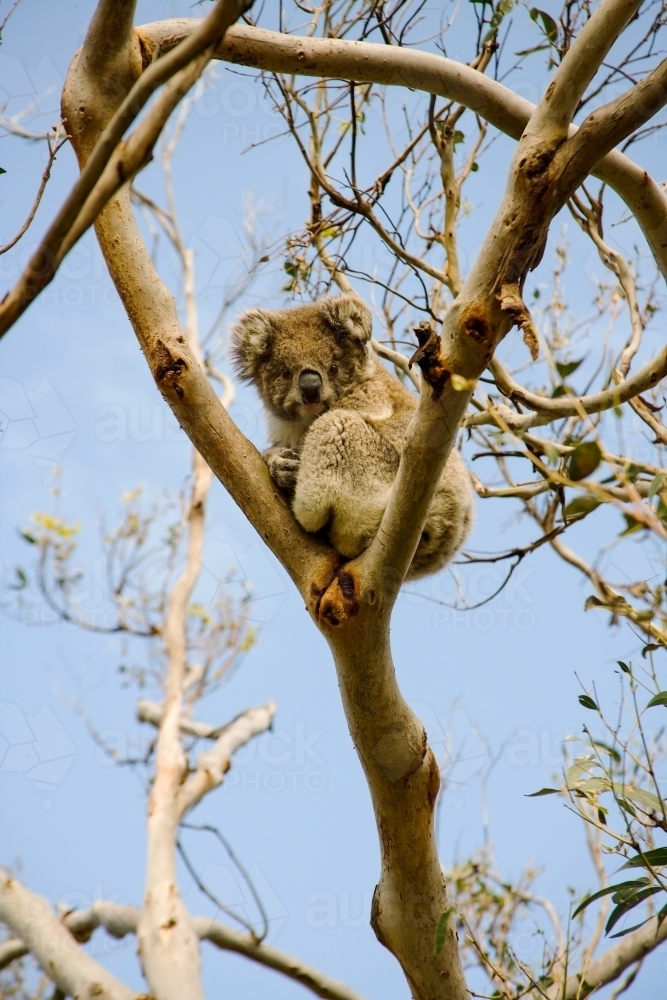 Koala sitting in a fork of a tree - Australian Stock Image