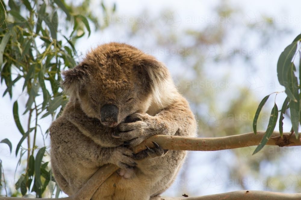 Koala sitting in a gum tree - Australian Stock Image