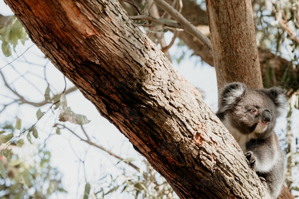 Koala sitting in a gum tree. - Australian Stock Image