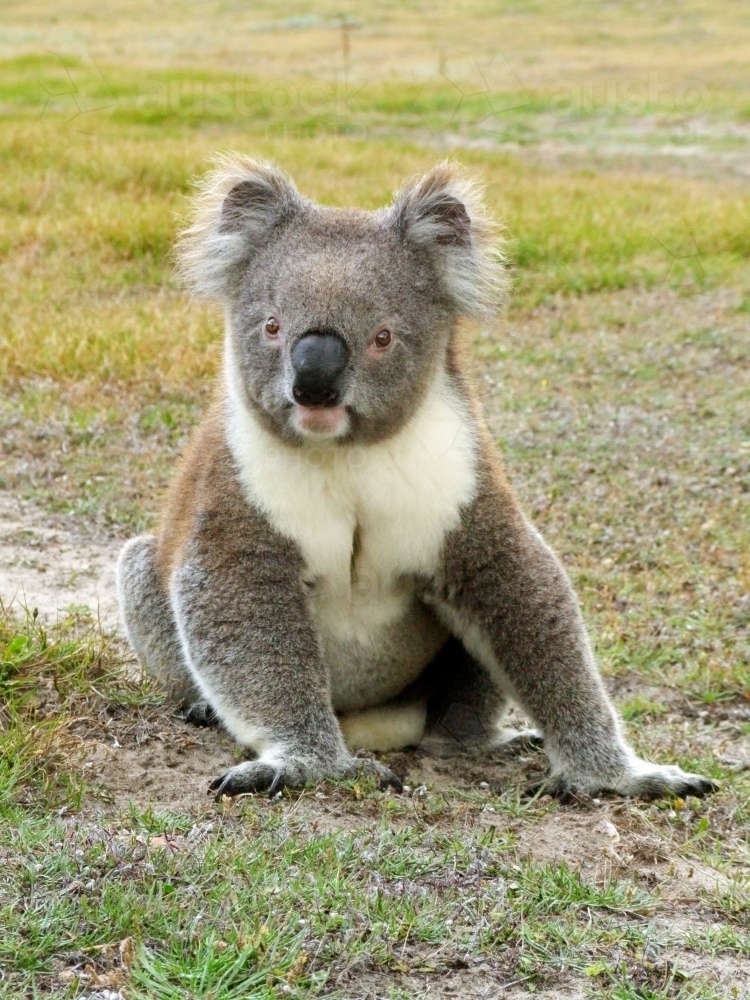 Koala sitting on the ground in a clearing - Australian Stock Image