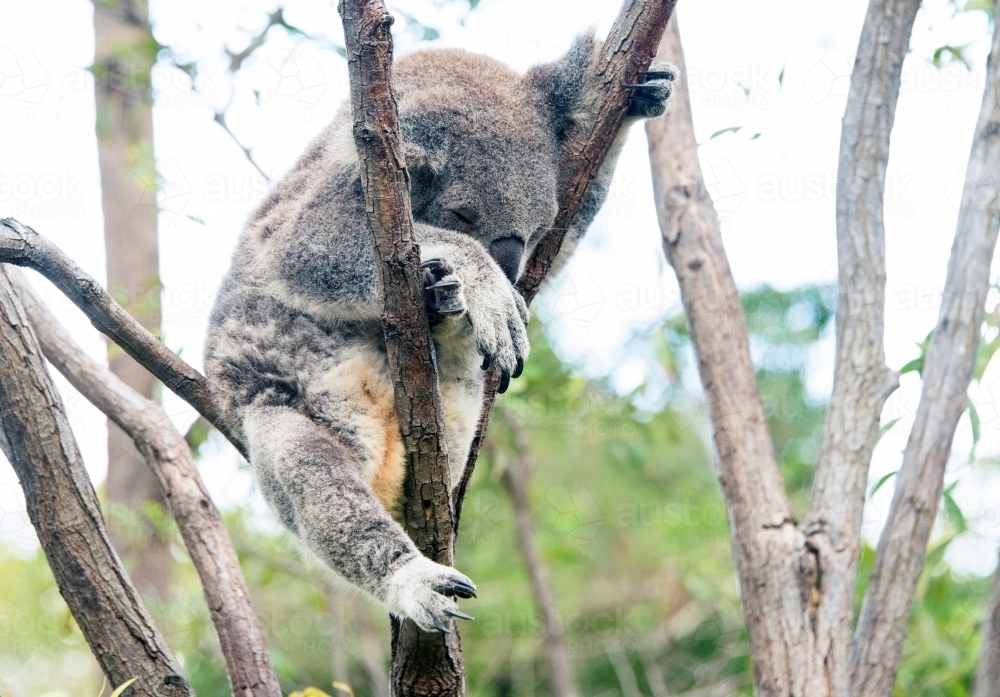 Koala sleeping in a tree : Austockphoto Koala sleeping in a tree - Australian Stock Image