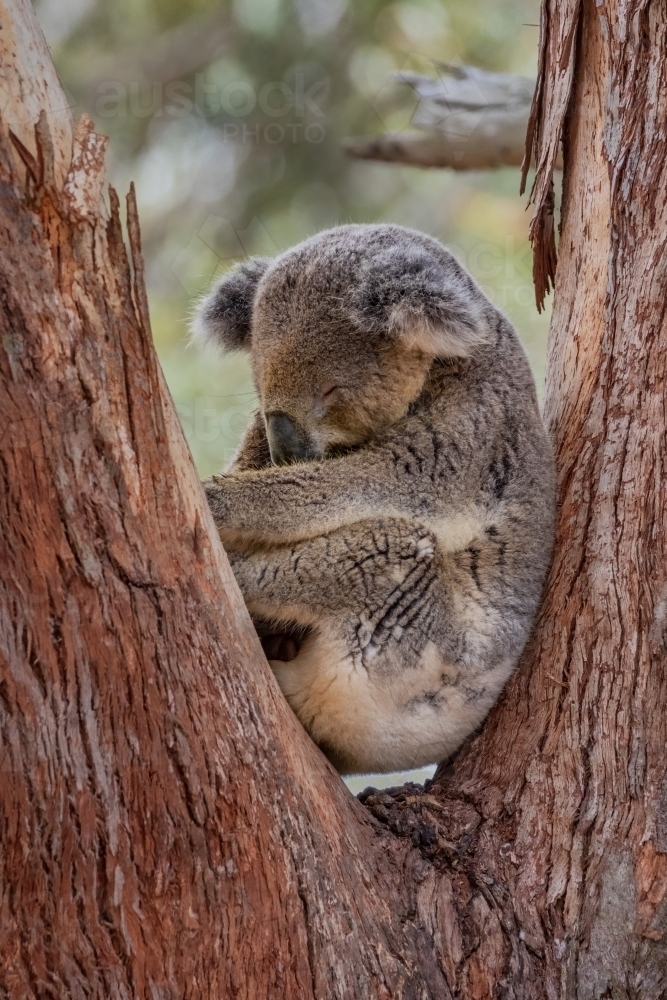 Koala sleeping in a tree - Australian Stock Image