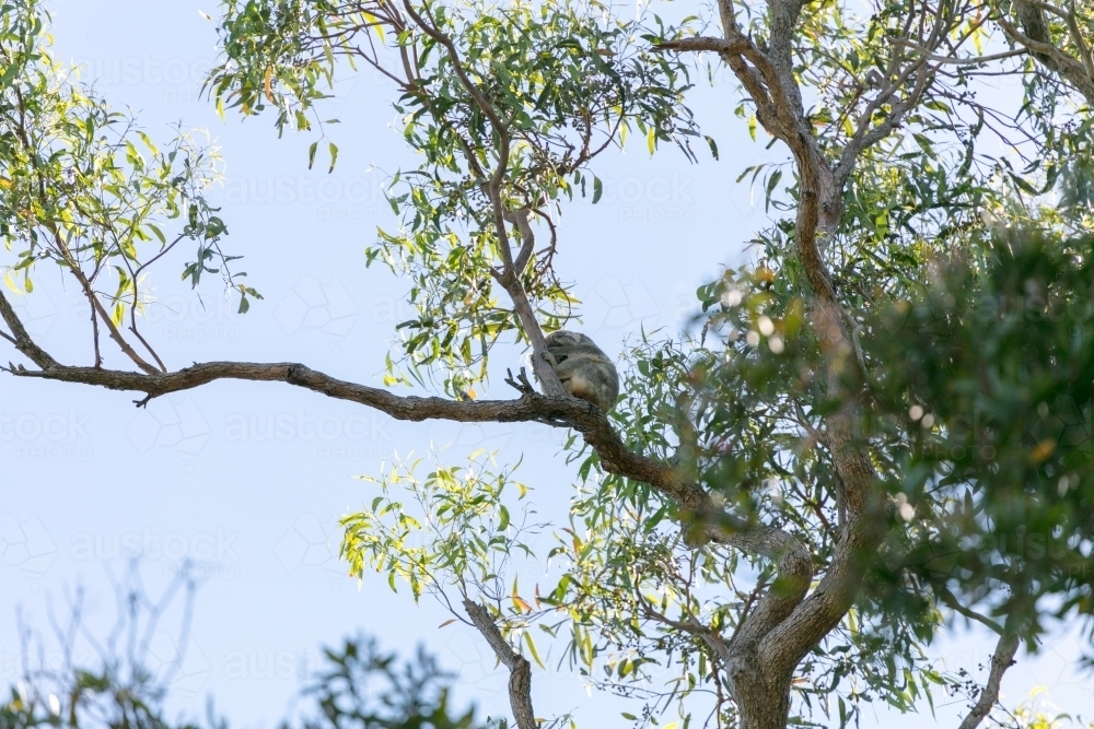 Koala sleeping in Eucalyptus tree during the morning time - Australian Stock Image