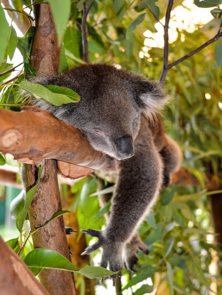 Koala sleeping lying on a branch - Australian Stock Image