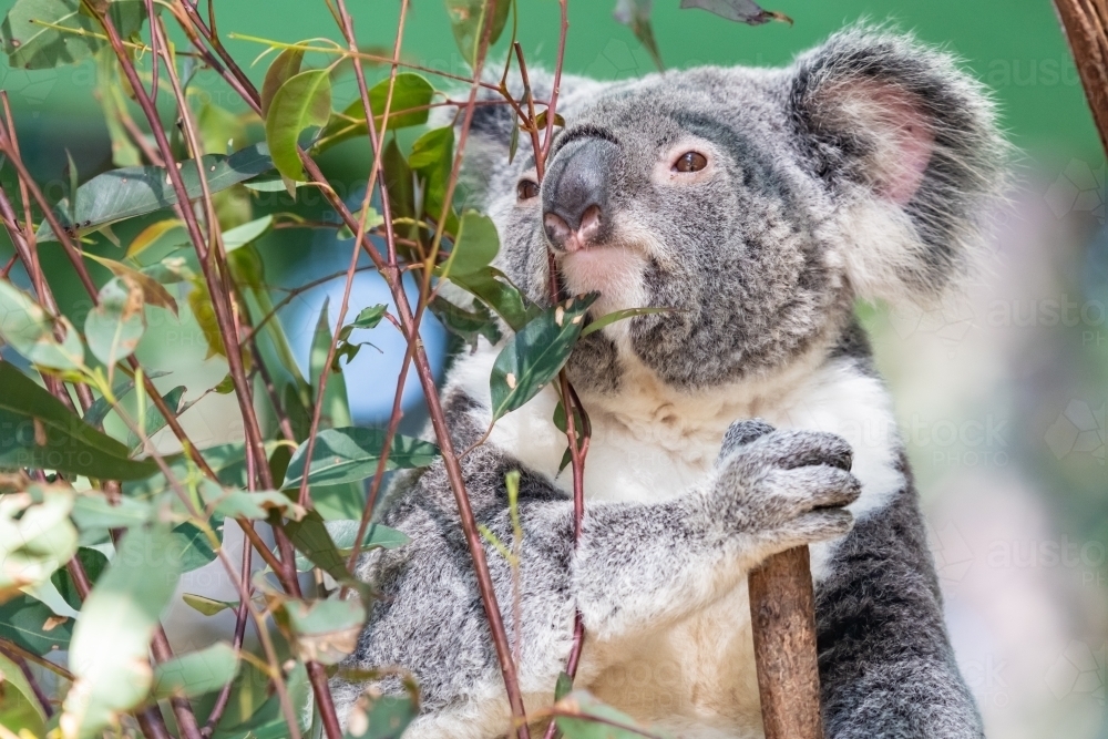 Koala smelling eucalyptus leaves while resting in a tree - Australian Stock Image