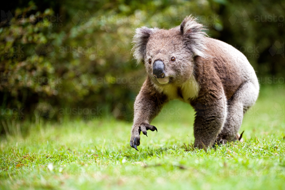 Koala walking through green grass - Australian Stock Image