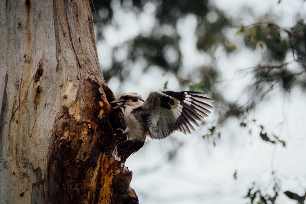 Kookaburra at nest - Australian Stock Image