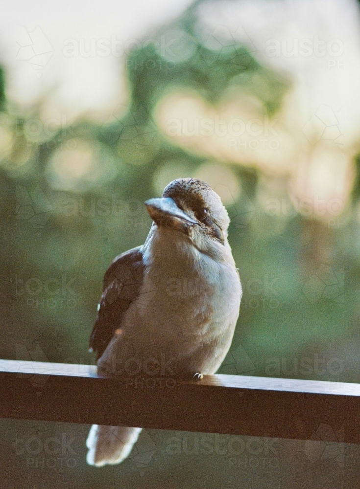 Kookaburra Bird on Ledge with Blurred Trees in Background - Australian Stock Image