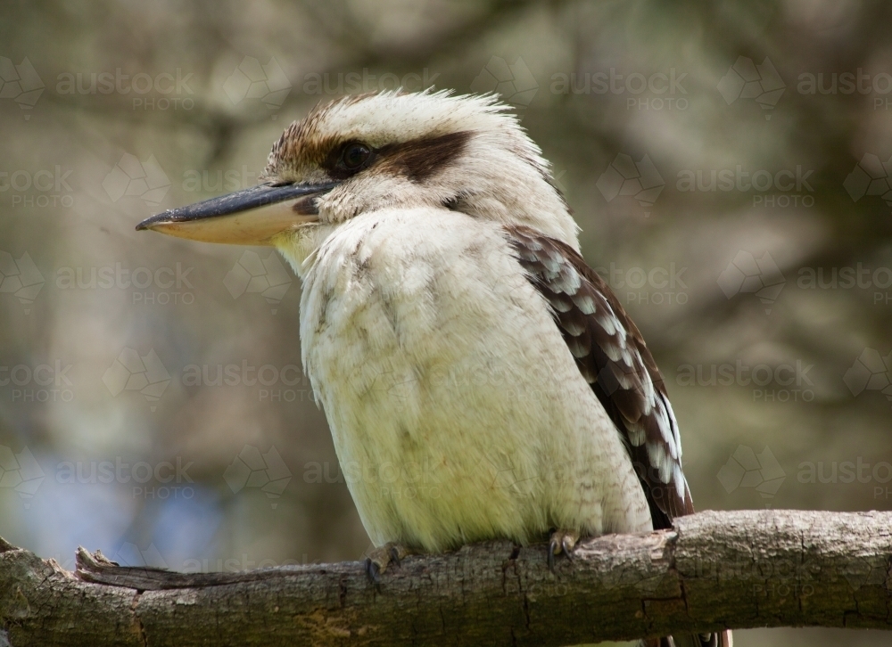Kookaburra, Borenore Karst Conservation Area - Australian Stock Image