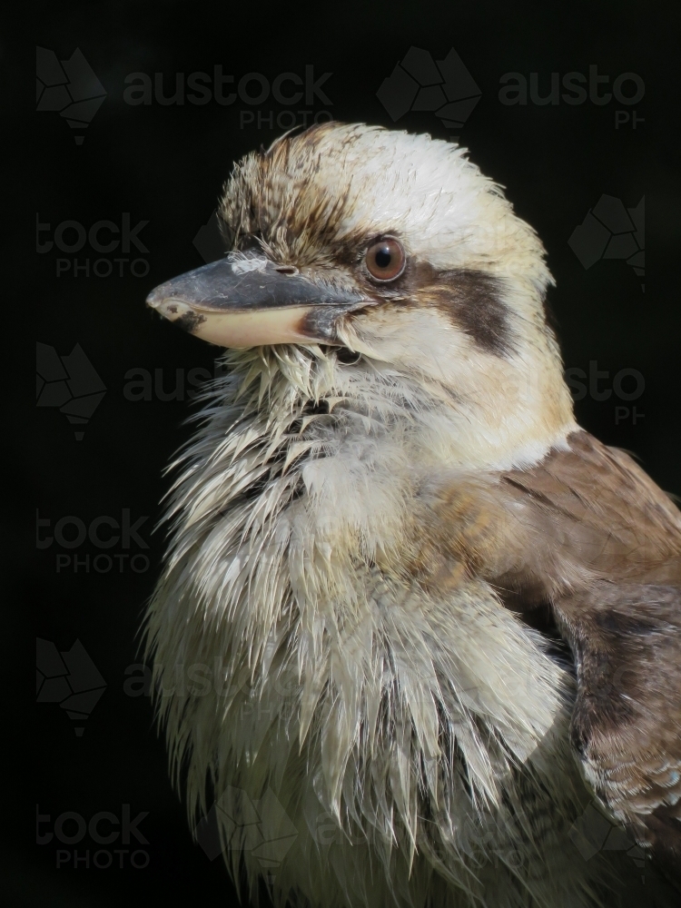 Kookaburra cameo - Australian Stock Image