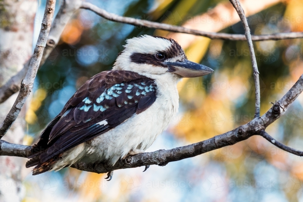 Kookaburra close up - Australian Stock Image