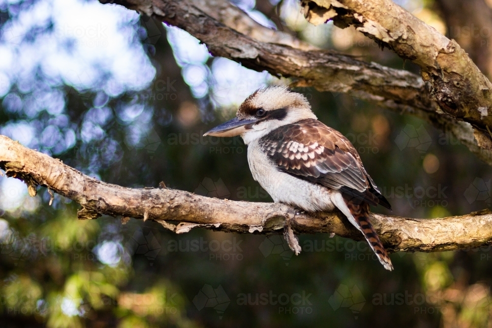 Kookaburra close up on a paper bark tree branch - Australian Stock Image
