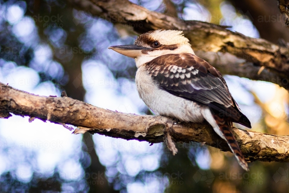 Kookaburra close up on a paper bark tree branch - Australian Stock Image