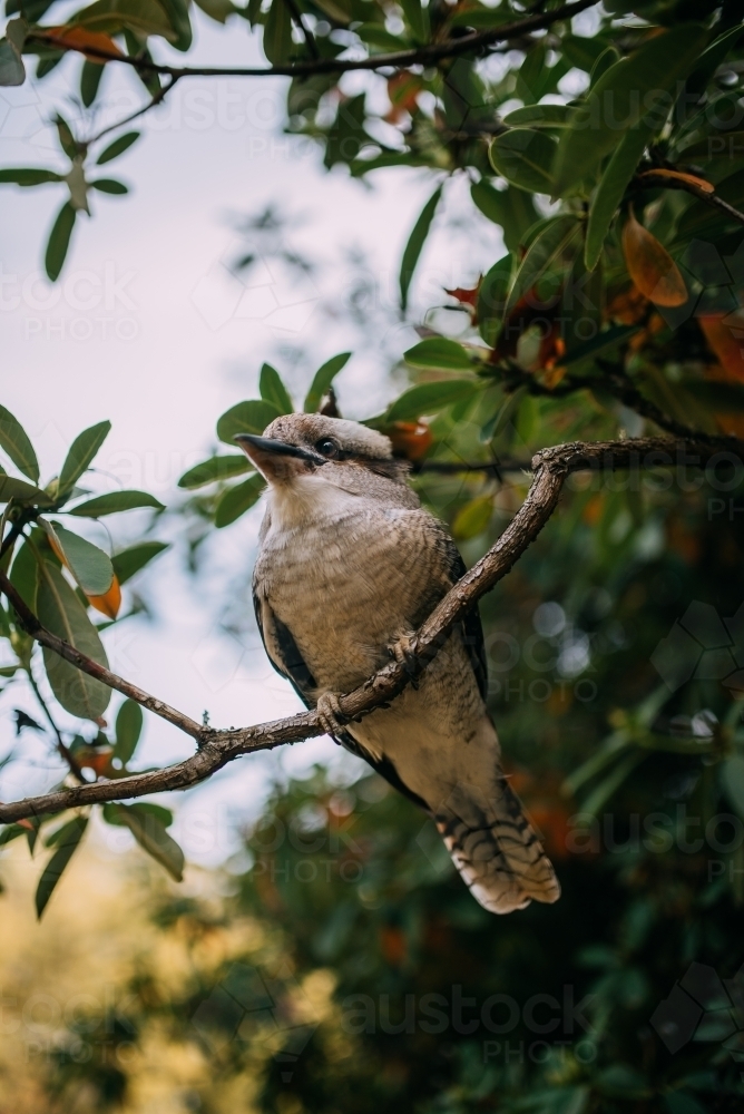 Kookaburra in a tree - Australian Stock Image