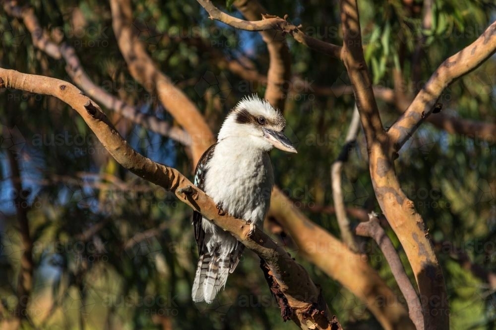 Kookaburra in tree - Australian Stock Image