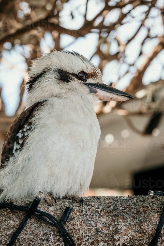 Kookaburra in Tree - Australian Stock Image