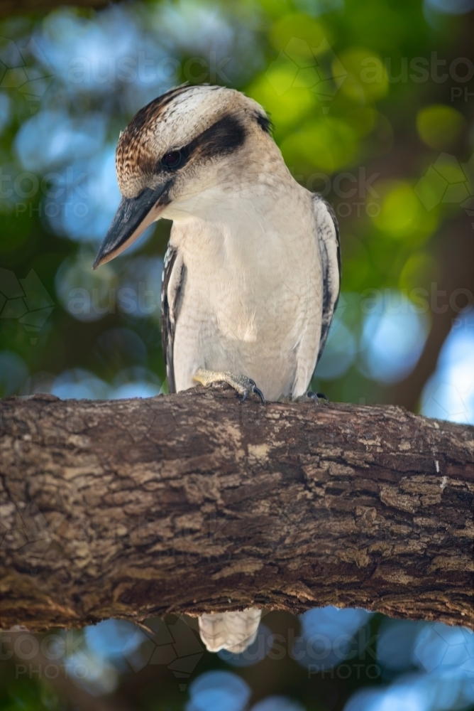 Kookaburra looking for food - Australian Stock Image