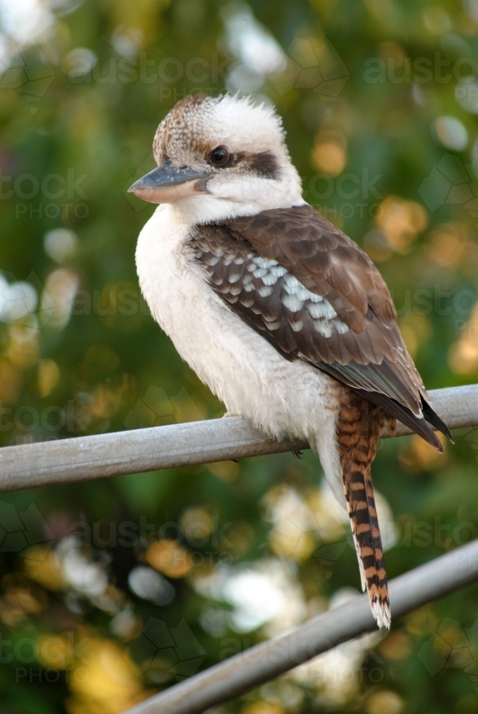 Kookaburra on a clothesline in the backyard - Australian Stock Image