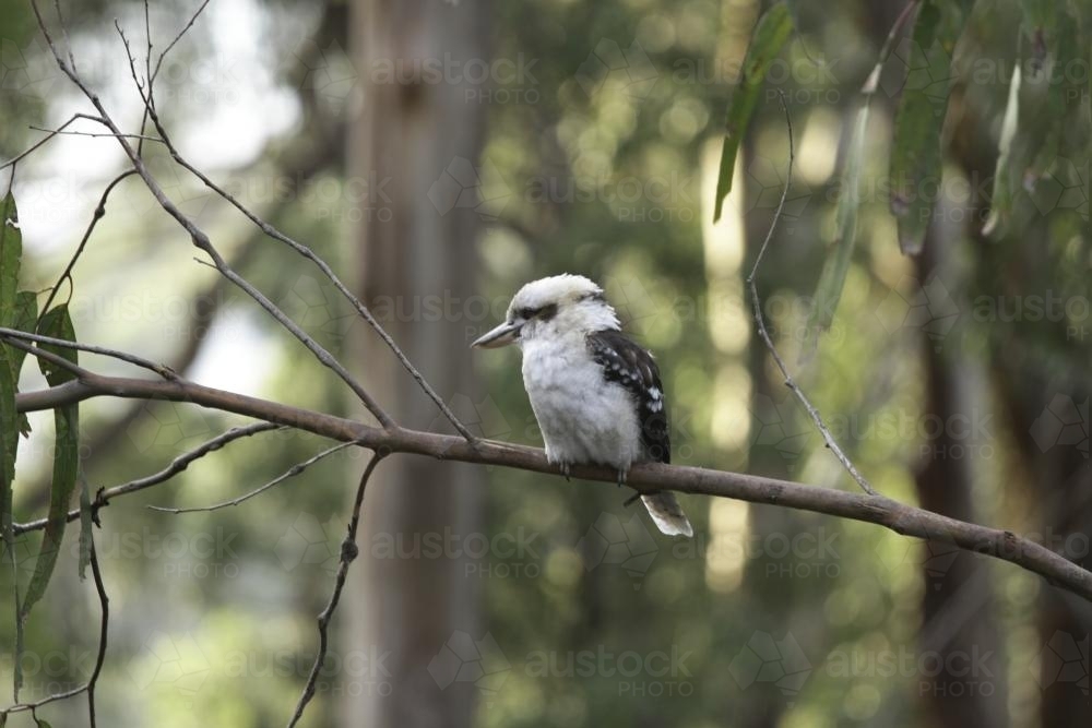 Kookaburra on a tree branch in the bushland - Australian Stock Image