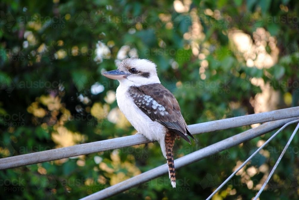 Kookaburra on washing line in backyard - Australian Stock Image