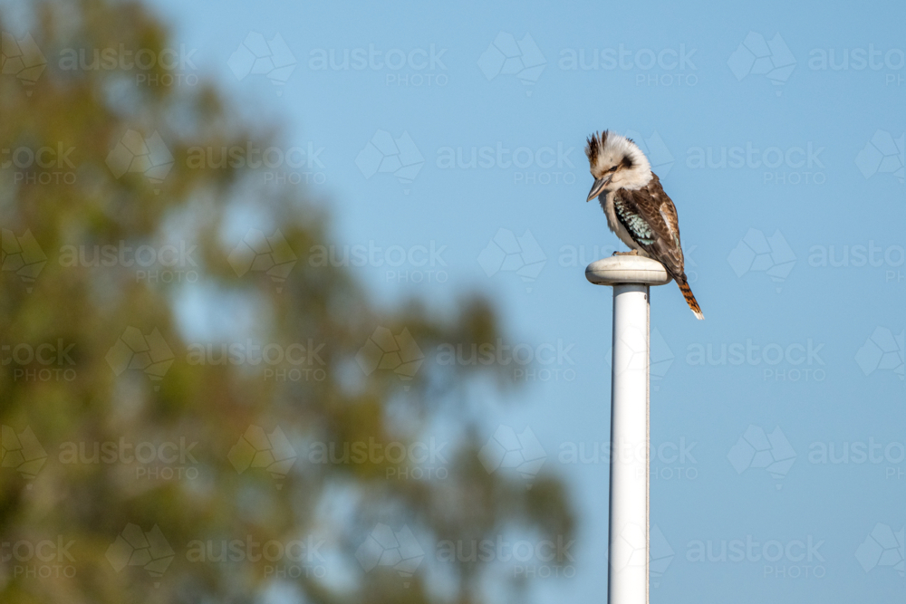 Kookaburra perched atop a white pole against a clear blue sky - Australian Stock Image