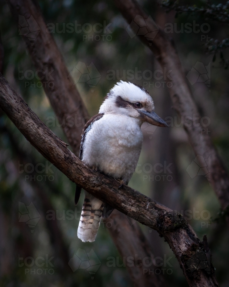 Australian Kookaburra Perched in a Dark, Moody Native Forest - Australian Stock Image