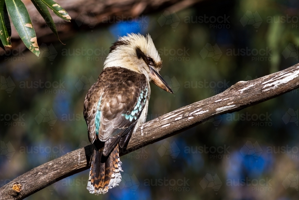 Kookaburra perched on a branch - Australian Stock Image