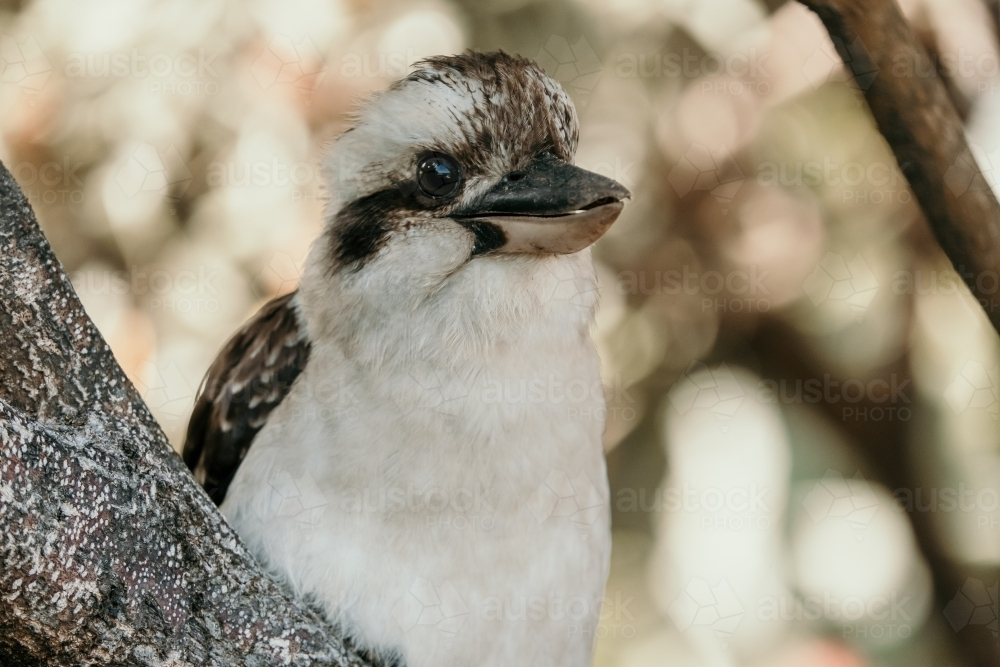 Kookaburra perched on a tree branch - Australian Stock Image