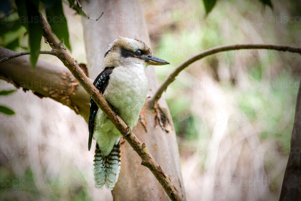 Kookaburra perched on a tree branch in dappled sunlight - Australian Stock Image