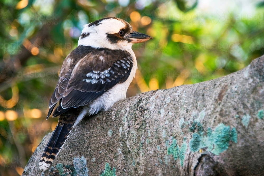 Kookaburra perched on a tree branch in the morning light : Austockphoto Kookaburra perched on a tree branch in the morning light - Australian Stock Image