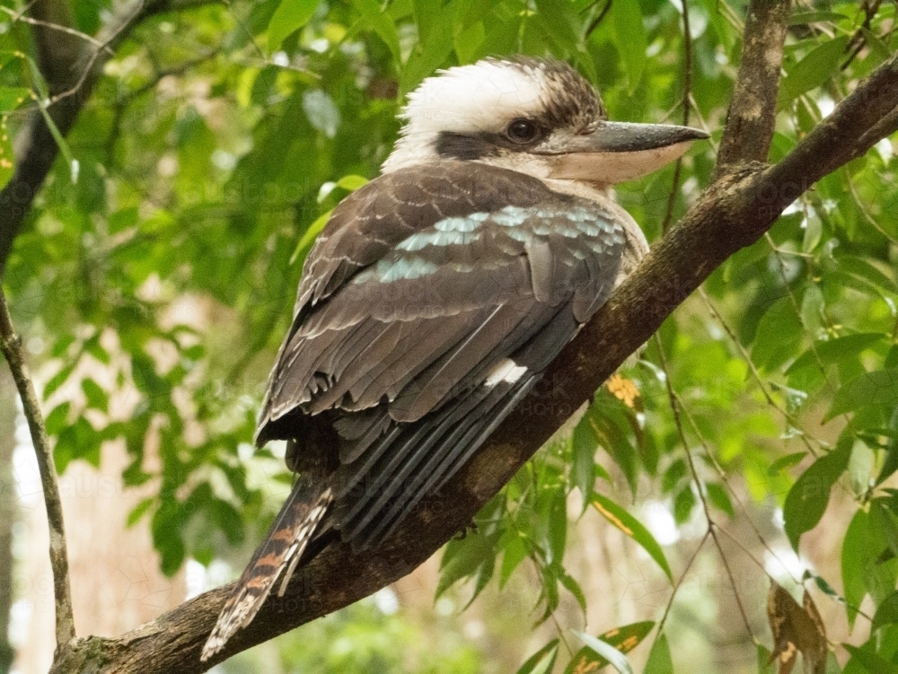Kookaburra perched on branch - Australian Stock Image