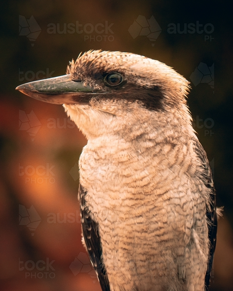 Kookaburra Portrait - Australian Stock Image
