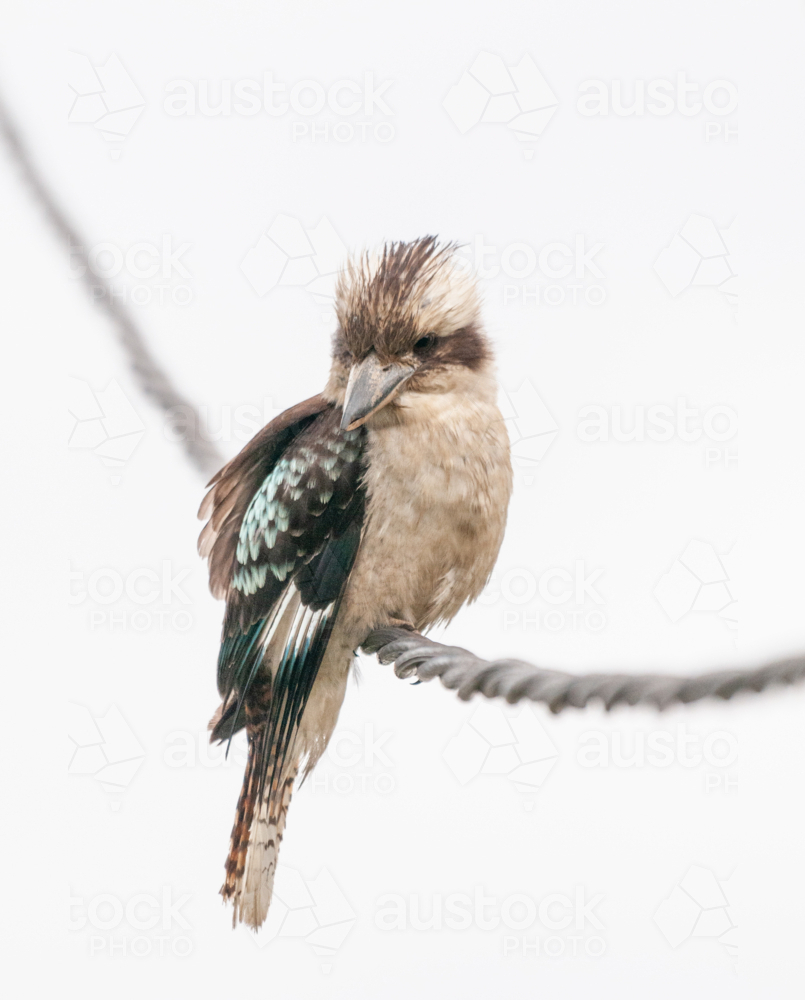 Kookaburra resting on a power line - Australian Stock Image