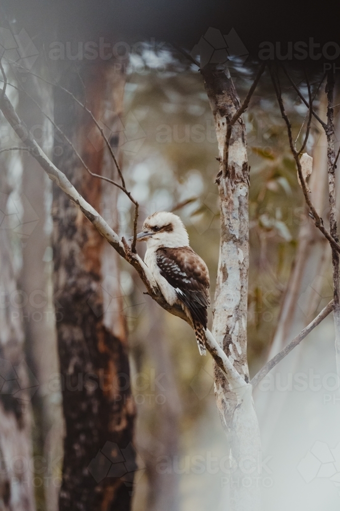 Kookaburra sitting in a Gum Tree at a camp ground. - Australian Stock Image