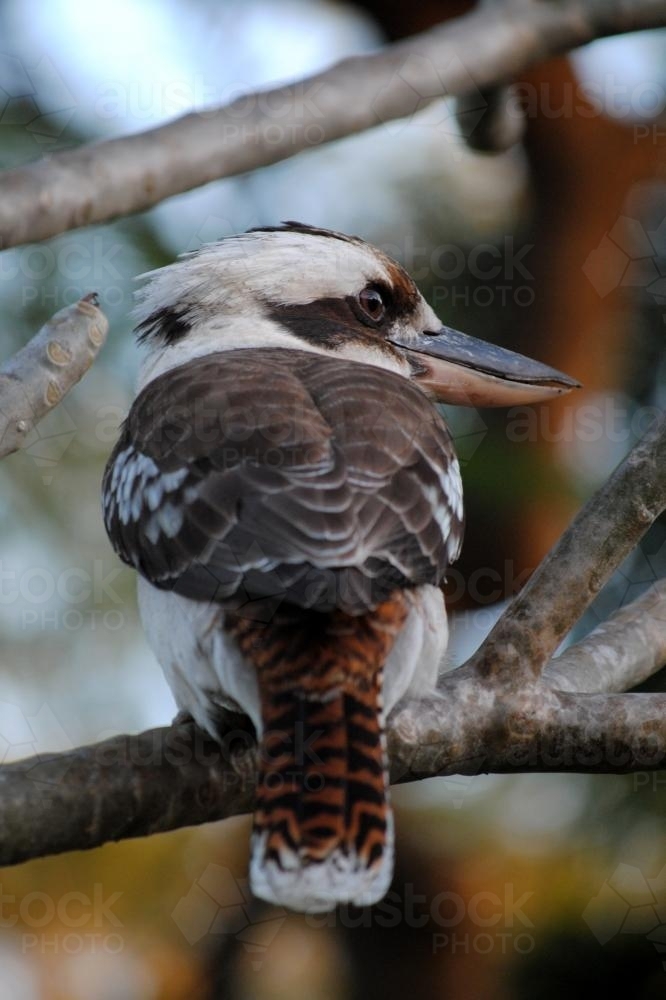 Kookaburra sitting in a tree, seen from behind - Australian Stock Image