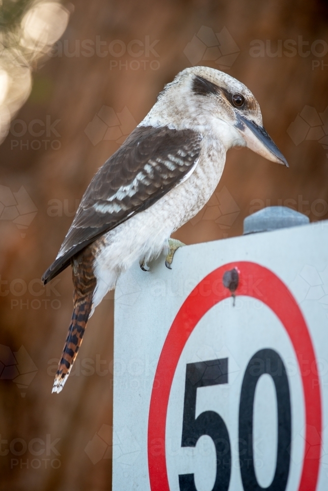 Kookaburra sitting on a 50Km/h road sign - Australian Stock Image