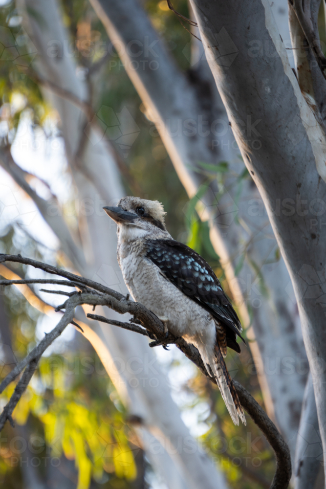 Kookaburra sitting on a branch in a gumtree - Australian Stock Image