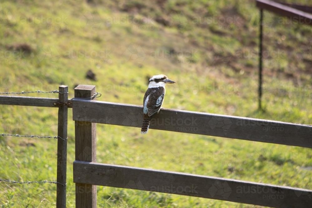 Kookaburra sitting on a fence - Australian Stock Image