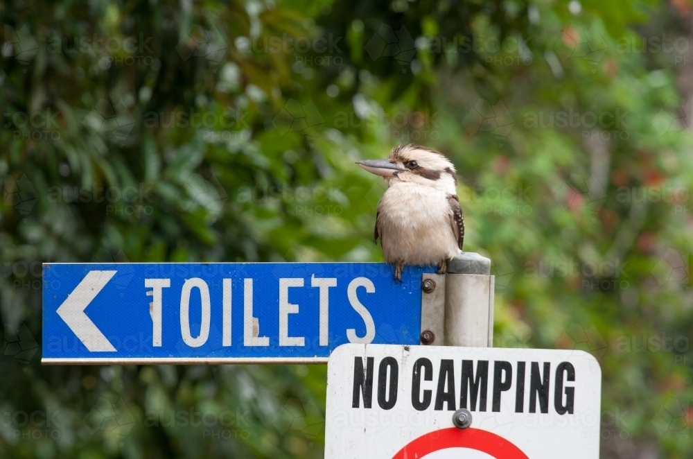 Kookaburra sitting on a sign post - Australian Stock Image
