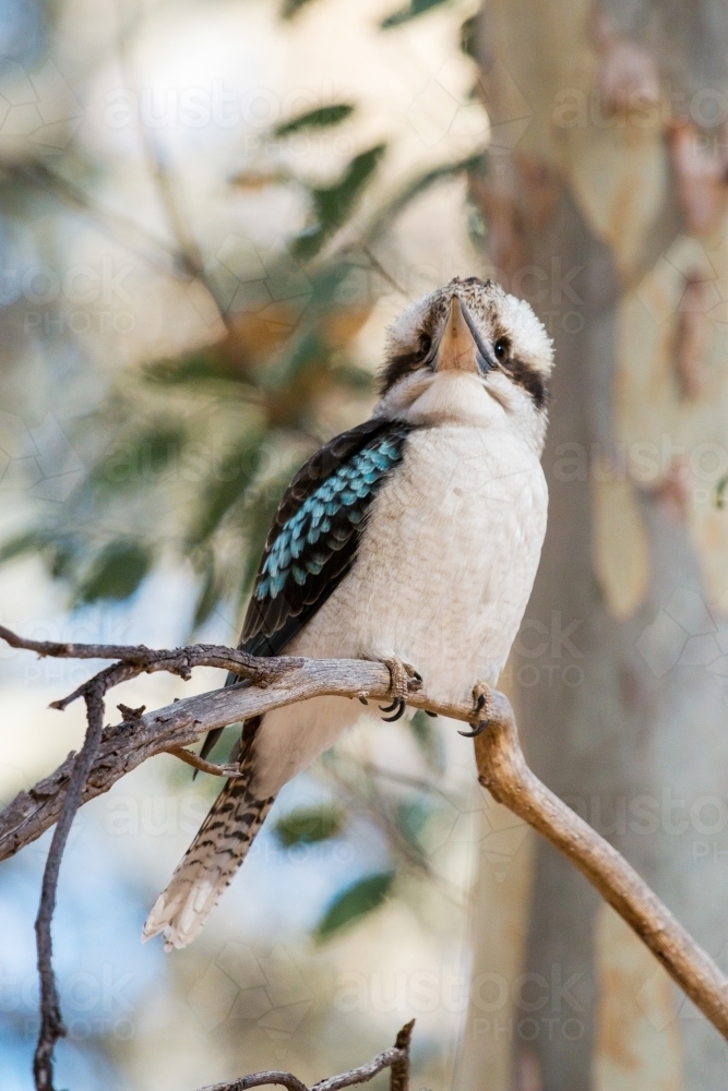 kookaburra sitting on a small branch - Australian Stock Image