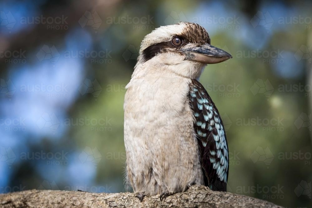 Kookaburra sitting on branch - Australian Stock Image